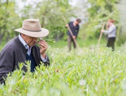 PENZIONER NARKO-BOS: U Imotskom uhapšen 72-godišnjak, dilovao drogu iz staračkog doma