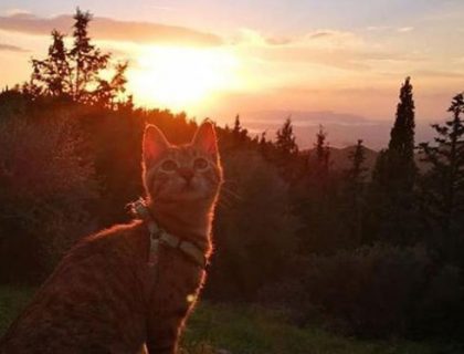 Priča o mački iz BiH postala planetarna senzacija. Njen je život prava bajka…