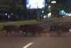 SVINJSKO MESO JE BAŠ UKUSNO! Ove životinje lutaju blokovima, PENZIONERI ZNAJU ŠTA BI DA SE SRETNU S NJIMA (VIDEO)