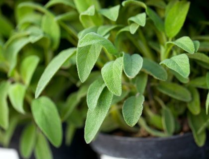 Žalfija može da ublaži simptome menopauze: Ali samo ako se koristi na ovaj način! (RECEPT)