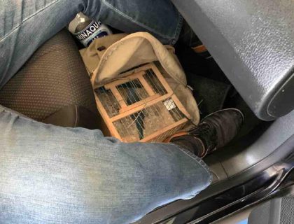 PENZIONER (61) KRIJUMČARIO PAPAGAJE: Carinici mu zaplijenili 36 ptica, ugurao ih u 3 torbe (FOTO)